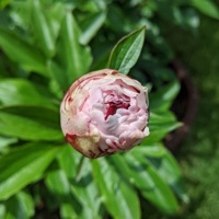 Vibraphone Improvisations August Vol. - Aaron Edgcomb