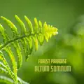 Forest Paradise