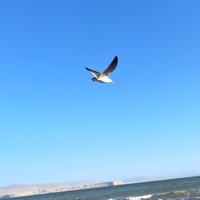 Magia - Single - jeff jeff