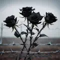 Back in Black