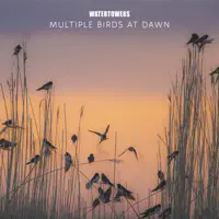 Multiple birds at dawn — Watertowers
