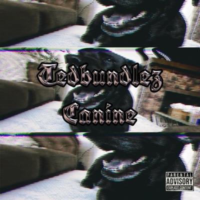 Canine - Single