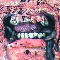 LIF3 EVICT(SHUN) - Single - Dew Kane