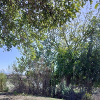 Nature Boiz (Raw Mix) - Single - Obi Juan Pe$o