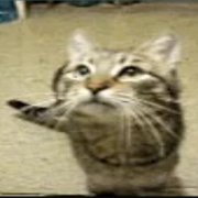 from the start (meowfey) - j1gggs