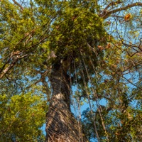 Salve Mãe Terra - Single - Turazzi & Josiaqui
