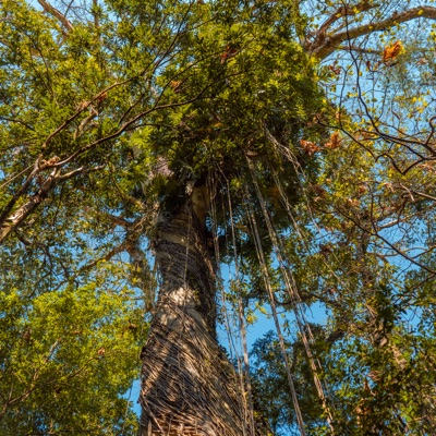 Salve Mãe Terra - Single