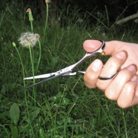 circles - Single - anvii