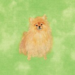 pomeranian - Single