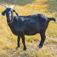 DE CABRA A CABRA (feat. 27REAL) - Single - Francis Jeremy