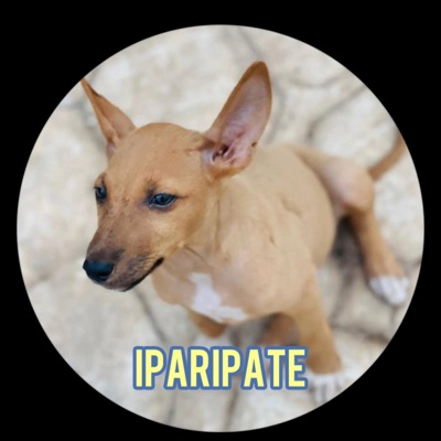 Bukavibes - Iparipate