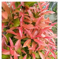 look in Dowen - Single - NRS