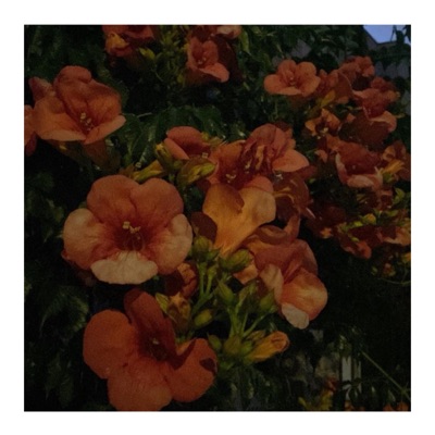 funeral flowers - Single