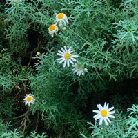 2days + think it's love - Single - SEONGSOO