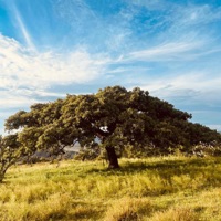 Tirando Humo - Single - El Wiko