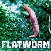 Flatworm - Single - Levity Beet