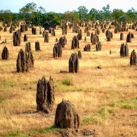 Termite Town - Single - Lucky Country