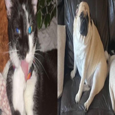 suburban thug - Single