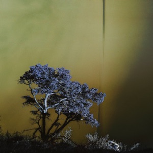 Reverie in Fog