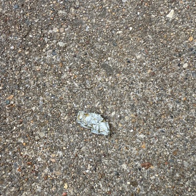 my dog puked this out (feat. Afxckingkid, Broke chic & Toxik) - Single