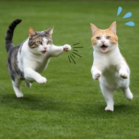 The Cat's Cheerful Chase - Single - Kuma