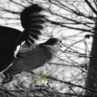 1,000 Doves - Single - Ca$$ius Herb