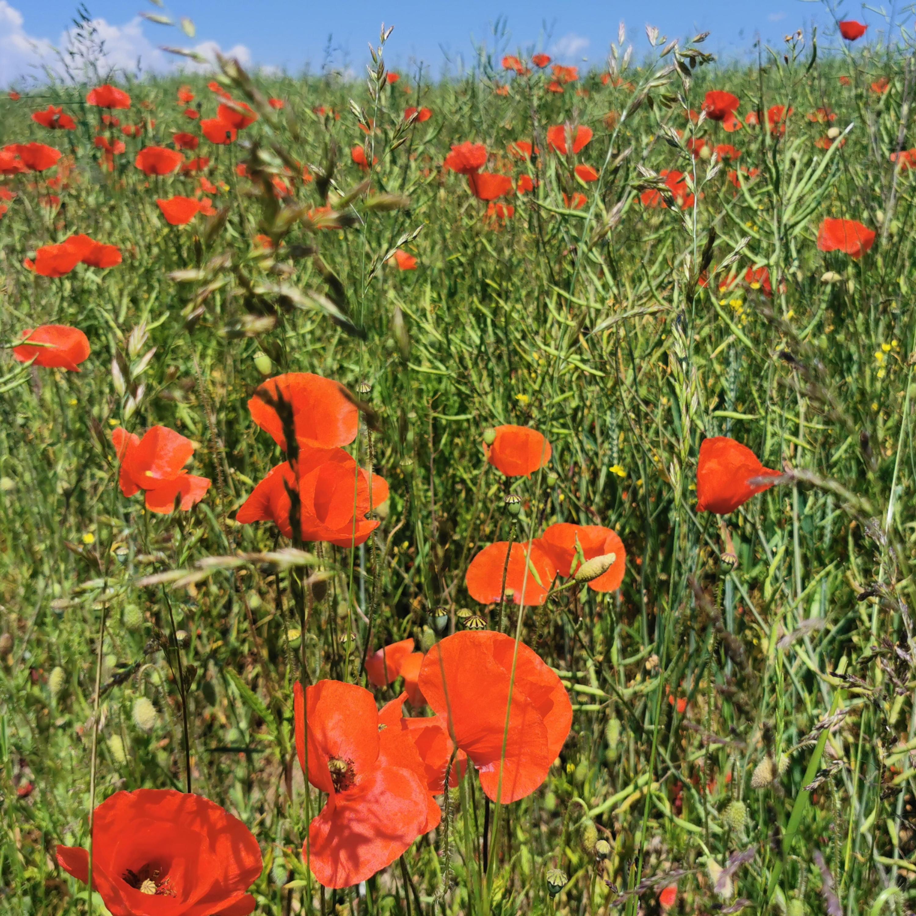 Spring Of My Soul - Single