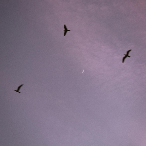 MORNING BIRDS