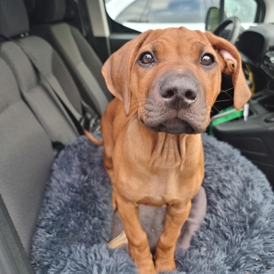 Frauenversteher Baron mein Hund - Single