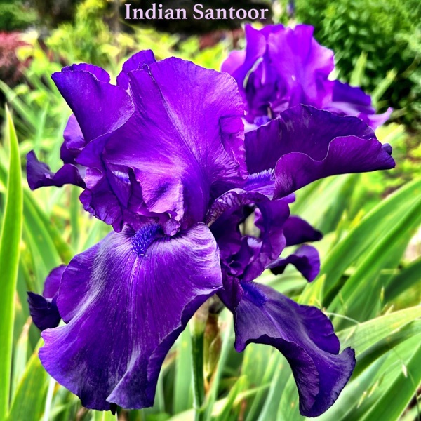 Indian Santoor