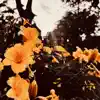 Colors