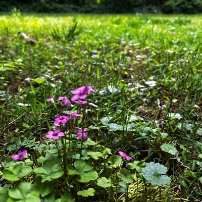 Sum new idk - Single