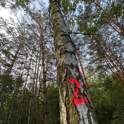 Forest Goblin - Single