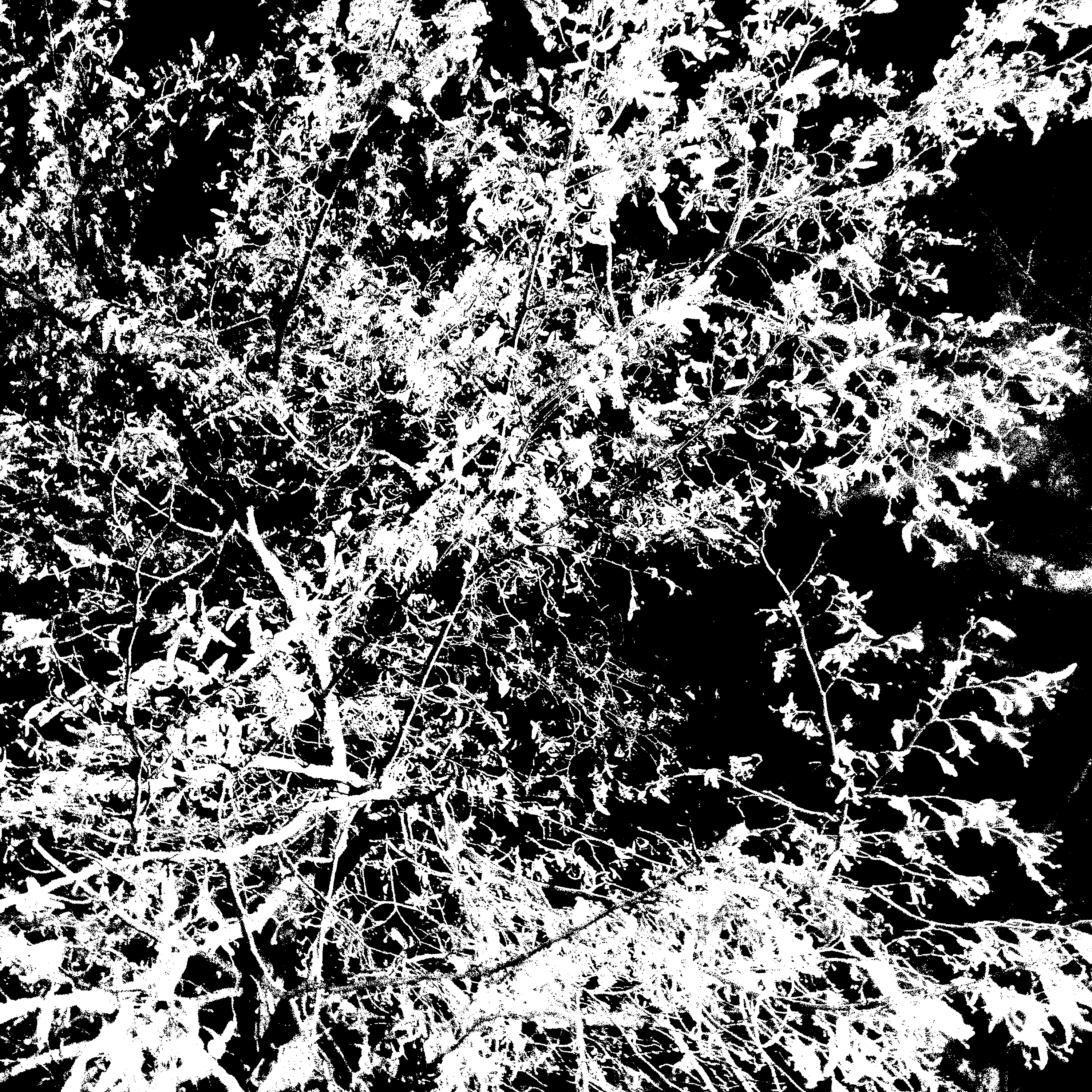 Радио Свободы