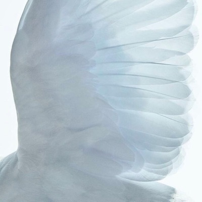 Blissful Haven Productions - Freedom To Fly