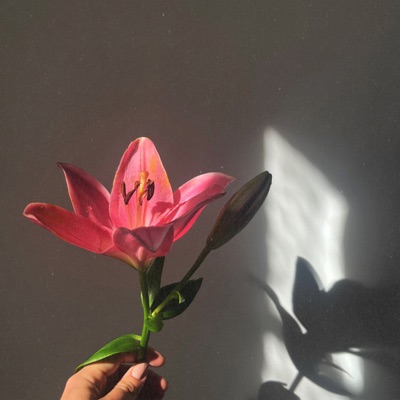 Lilies (feat. Jonas Cook) - Single