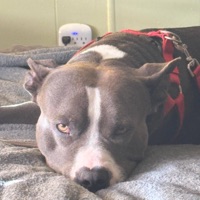 pray - Single - Young Death