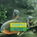 GLU GLU
