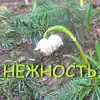 Нежность