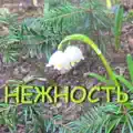Нежность