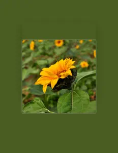 Ouve 沈传月, vê vídeos de música, lê a biografia, vê as datas da digressão e muito mais!