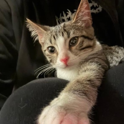 i cant keep doing this to myself - Single