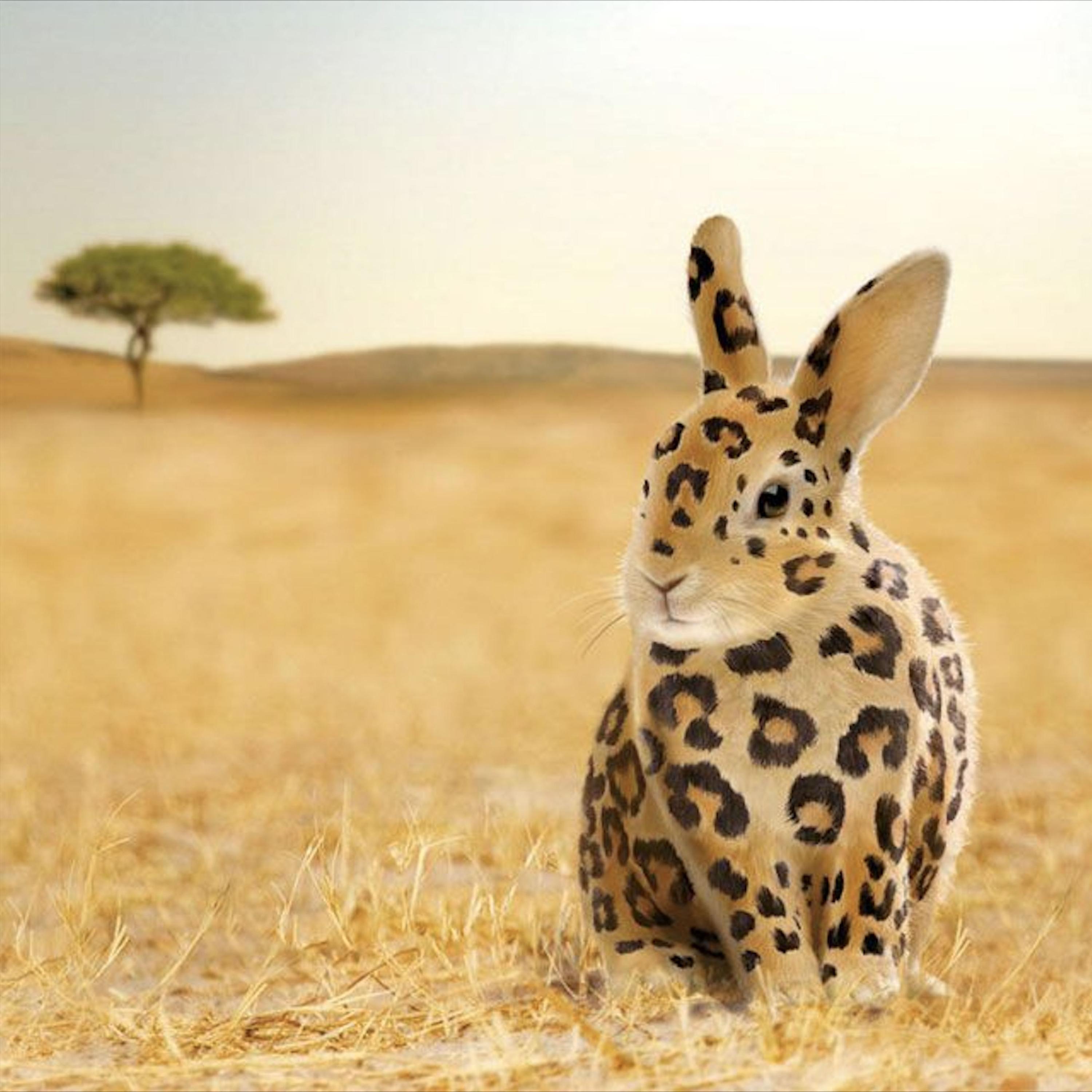 bunny bunny bunny bunny bunny - Single