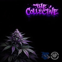 The Collective 2026 - Baby Joint