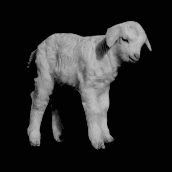 Sheep (Demo)