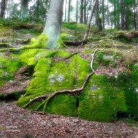 Eventyrskog - Single - Elveklang