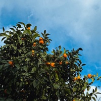 Clementines - Single - maeLstro