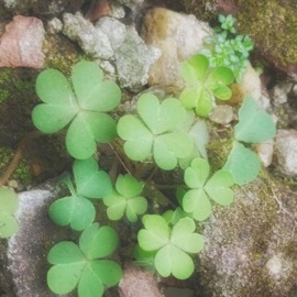 connections but its majestic rxi