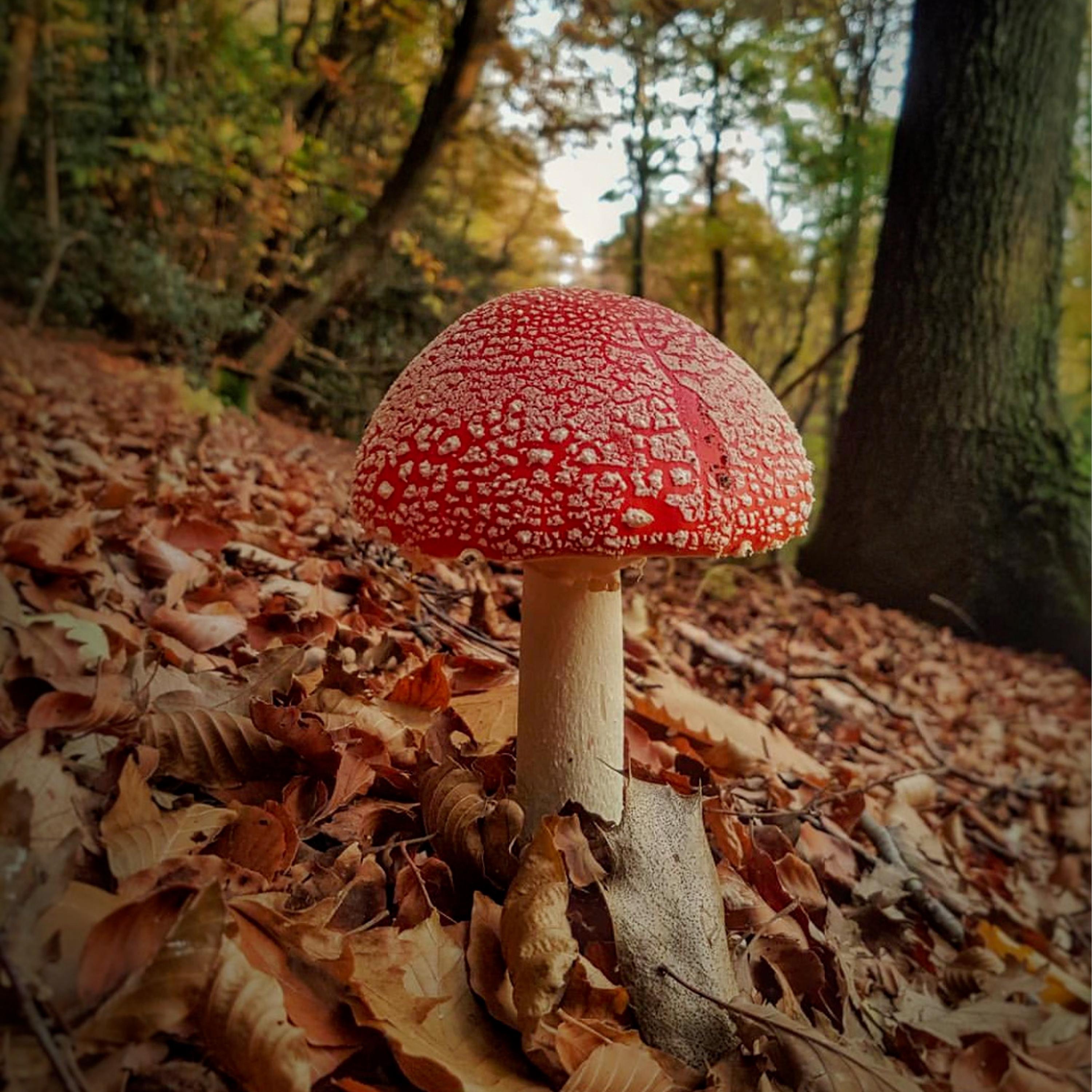 Ode to Autumn - Single