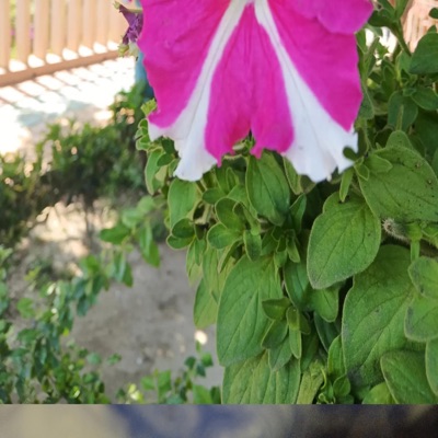 Kushi Khatun - সম্পর্ক